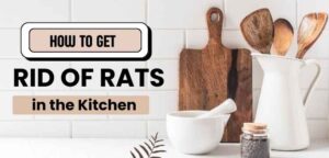 How to get rid of rats in the kitchen